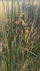 Schoenoplectus americanus