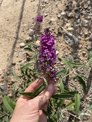 Buddleja davidii