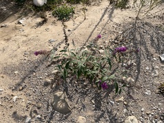 Buddleja davidii