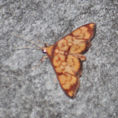 Chalcidoptera emissalis