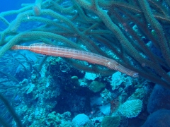 Aulostomus maculatus