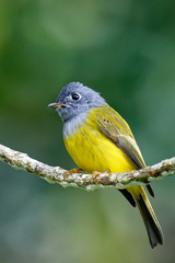 Culicicapa ceylonensis