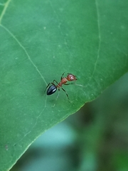 Camponotus nirvanae