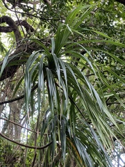 Freycinetia arborea