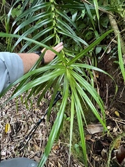 Freycinetia arborea