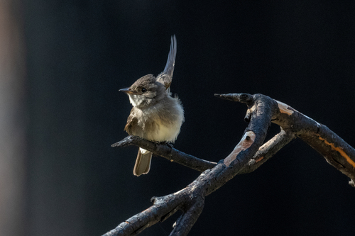 Western Wood-Pewee (Contopus sordidulus)