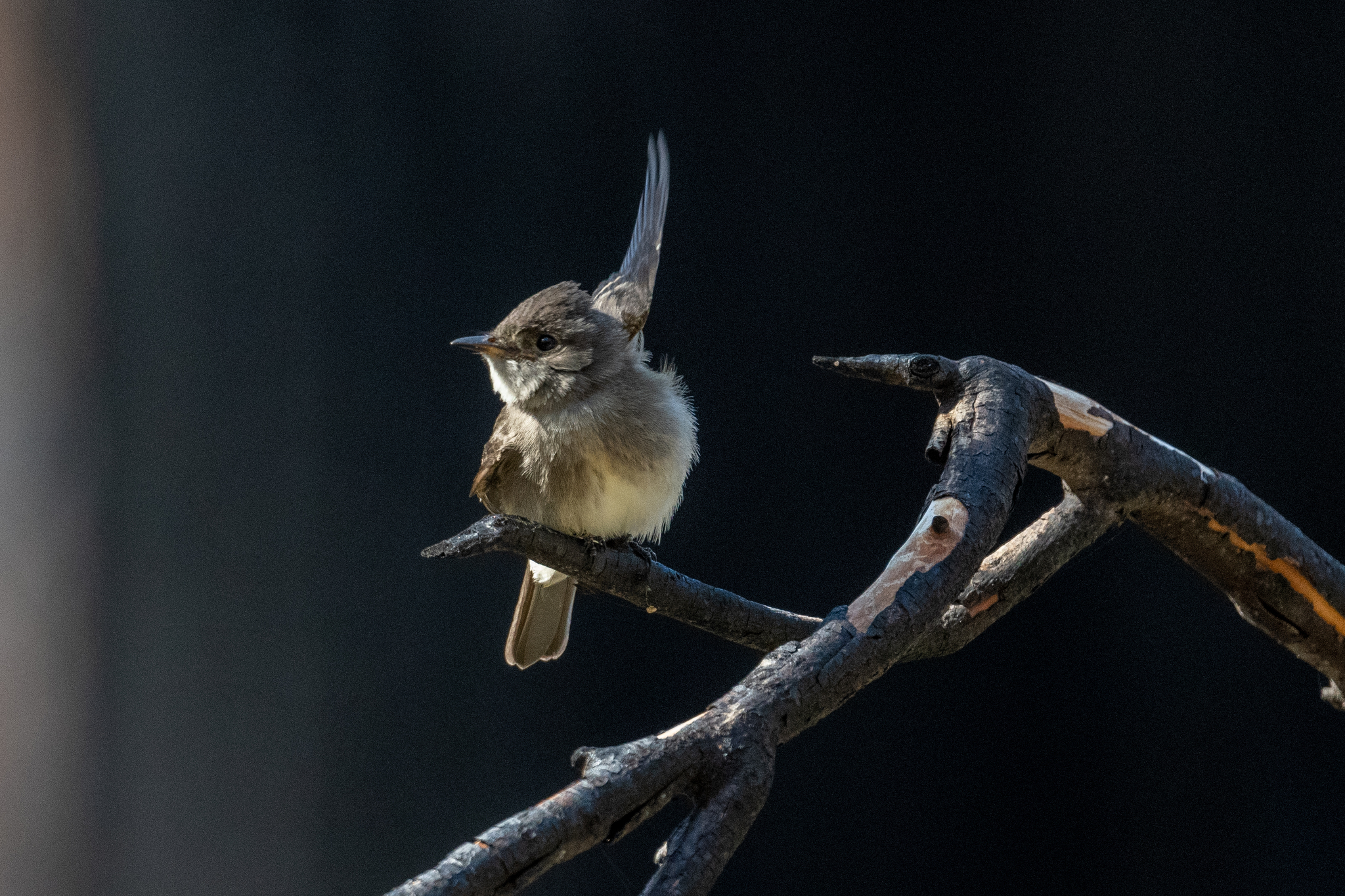 Western Wood-Pewee (Contopus sordidulus)