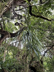 Freycinetia arborea