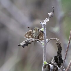 Panoquina errans