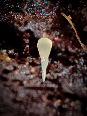 Mucronella pendula