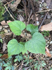 Pericampylus glaucus