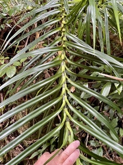 Freycinetia arborea