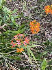 Epidendrum radicans