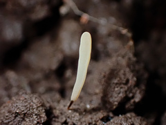 Clavariaceae