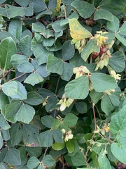 Snoutbean (Rhynchosia volubilis)