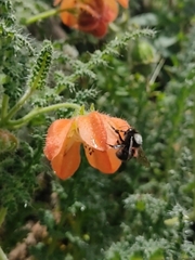 Bombus funebris