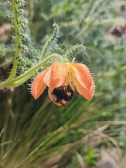 Bombus funebris