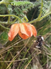 Bombus funebris