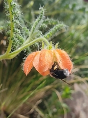 Bombus funebris