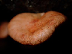 Anthracophyllum archeri