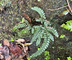 Adiantum hispidulum