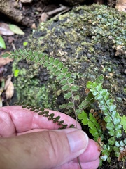 Adiantum hispidulum