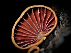 Anthracophyllum archeri