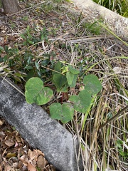 Homalanthus populifolius