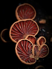 Anthracophyllum archeri