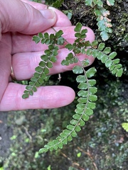 Adiantum hispidulum