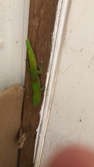 Phelsuma laticauda laticauda