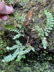 Adiantum hispidulum