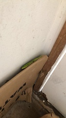 Phelsuma laticauda laticauda
