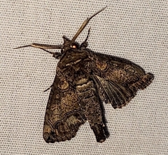 Paectes abrostoloides