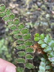 Adiantum hispidulum
