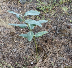Asclepias speciosa