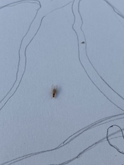 Brachymyrmex depilis