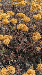 Eriogonum umbellatum
