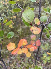 Betula glandulosa