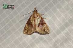 Hypena jugalis
