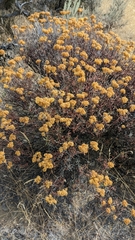 Eriogonum umbellatum