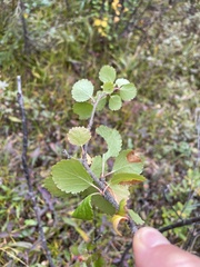 Betula glandulosa