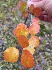 Betula glandulosa