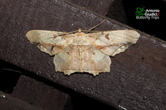 Chorodna complicataria