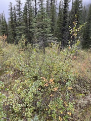 Betula glandulosa