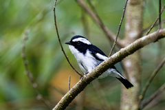 Ficedula westermanni