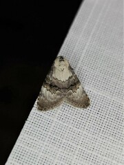 Acatapaustus leucospila