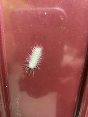 Hyphantria cunea