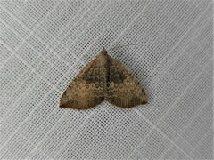 Chrysolarentia mecynata