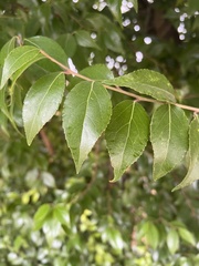 Ulmus parvifolia